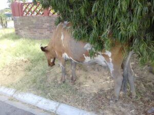 Grazing in the suburbs