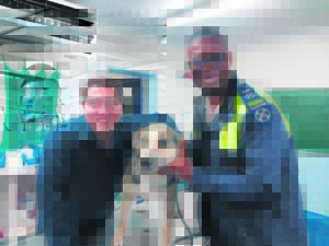 Ready for ‘fur-ever’ home: Abused dog Scar up for adoption after recovery