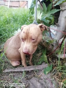 Elderly woman gruesomely mauled to death in Bonteheuwel