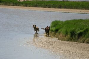 Warning over dogs in nature reserve