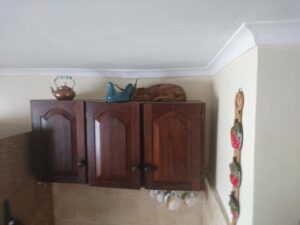 VIDEO: Rooikat found in Kenridge kitchen