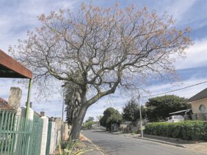 Boston-boom se dae getel