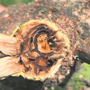 Dreaded shot hole borer beetles found in Durbanville trees