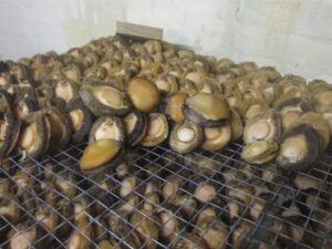 Reuk lei polisie na verdagtes