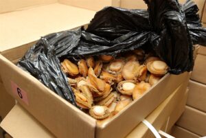Four arrested for abalone worth R9 million