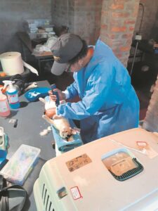 Bottelary shelter holds mass sterilisation drive for animals in Piketberg