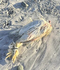 Animal rituals the leading theory behind mystery of washed up animals on beaches around Cape Town