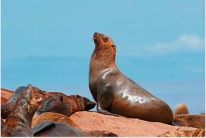 Man bitten by seal at Big Bay amid rabies warnings