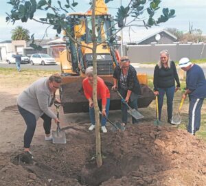 Bome in Klipkop geplant
