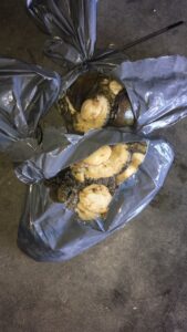 Delft duo arrested for abalone, guns, drugs