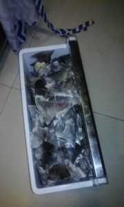 Cops seek Chinese national after shark fins found