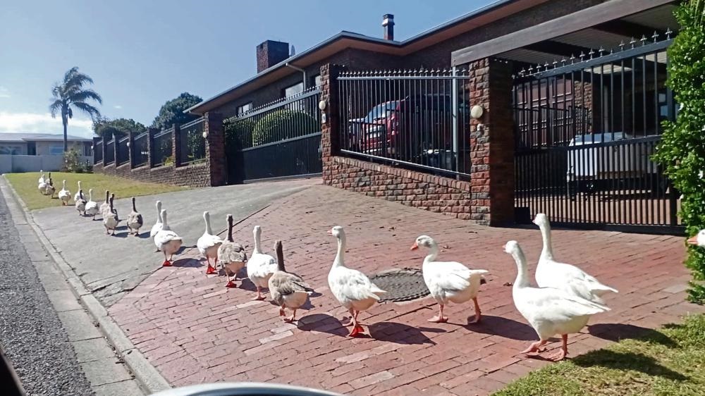 Rogue geese heading back to Rosendal Dam after an 