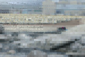 Malnutrition the cause of dead seals