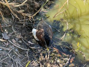 Dead animals shock residents