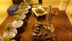 Dagga lab found in Parklands