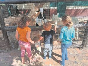 Swerm bye sak op kwekery toe