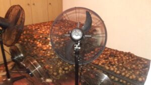 Abalone bust in Blackheath