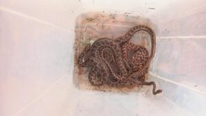 FOTO’S | Man trotseer yswater om slange uit vlei te red