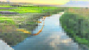 Astron spill causes havoc: Birds and other wildlife affected