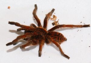 Durbanville man sentenced for trafficking protected wildlife