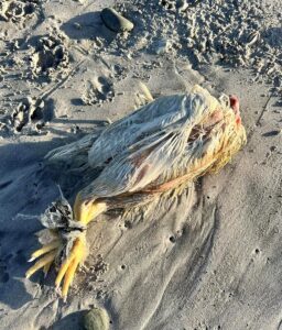 Red flag raised as more dead non-aquatic animals mysteriously wash ashore on Cape Town’s beaches