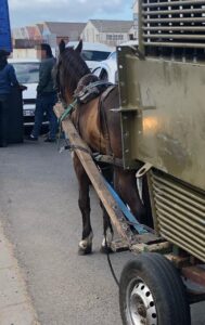 Unregistered cart horses are a growing problem