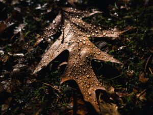 WAT DIE HART VAN VOL IS: Dis heerlike winter mos, of hoe?