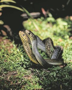 Venomous sea snakes and toxic pufferfish invade West Coast shores