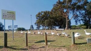 A ‘dam’ problem: Toxic water keeps geese on the loose