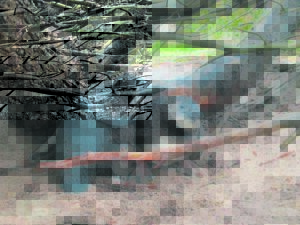 Chicks rescued after parent penguins abandon nests after bad weather floods nests