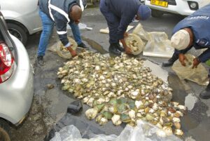 Abalone found in Goodwood