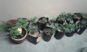 Cops nab alleged drug dealers with ‘tomato’ plants