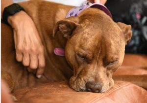 Pitboel uit sy eienaar se sorg verwyder