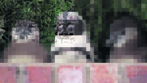 World Penguin Day celebrated