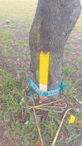 Ma’s se smart nadat oorlede seuns se kruise van boom afgeruk is in Bellville