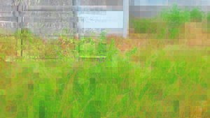 ‘Mowshedding’ woes extend to another Cape Town suburb as long, dry grass poses fire risk