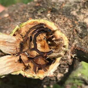 PSHB Infestation Detected in Oakdale: City Calls for Public Help to Prevent Spread