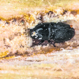 Invasive beetle threatens forest