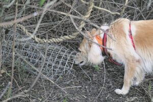 Snaring in Bottelary Hills a threat