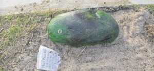 Join the fun: Bellatrix rock snake grows in Camoens Park, Monte Vista