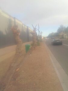 Fury over siege of Parklands greenery