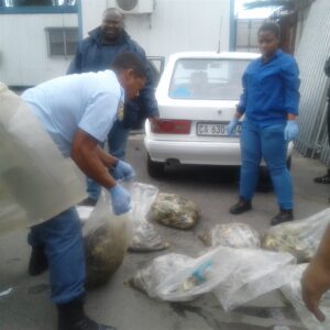 Abalone bust in Eerste River