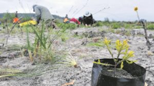 Vrywilligers help kritiek bedreigde fynbos in Haasendal-natuurreservaat hervestig