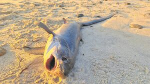 Juvenile Thresher shark washes ashore on Sunset Beach