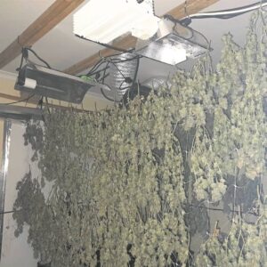 Tip-off leads police to a cannabis cultivation lab