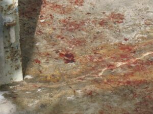 Protect your pets from fireworks