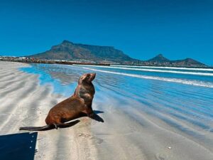 Rabies detected in Cape Fur seals along Western Cape coast, warning issued