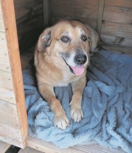 Fallen Angels Pet Rescue calls on residents to help foster a furry friend