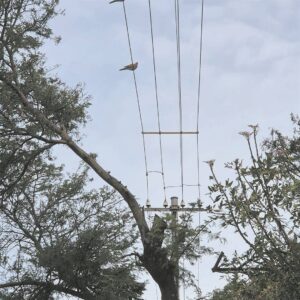 Stormskade nie te veel nie in Monte Vista, Plattekloof en Panorama