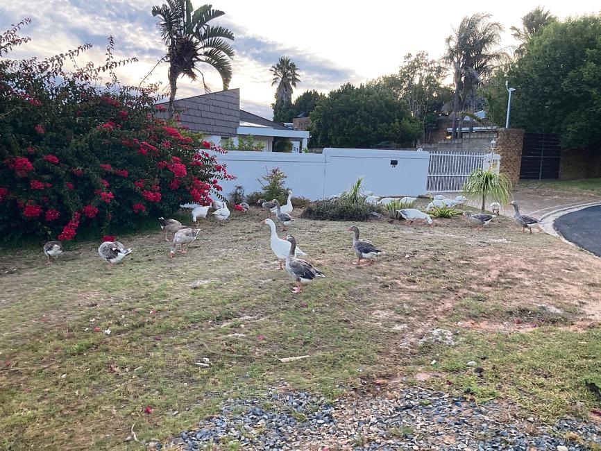 Some of the birds pictured in the surrounding area